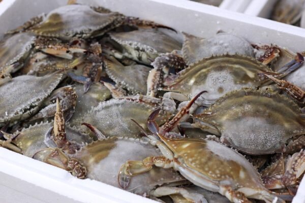 Blue Crab - Nandu - Big